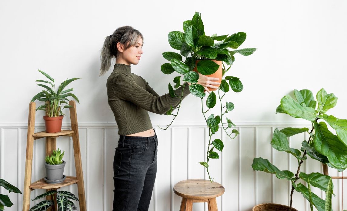 maintaining indoor plan health effective cleaning