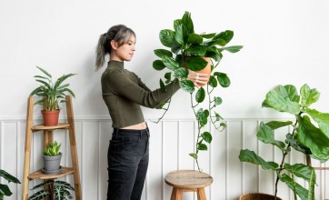 maintaining indoor plan health effective cleaning