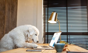managing pet friendly workspace